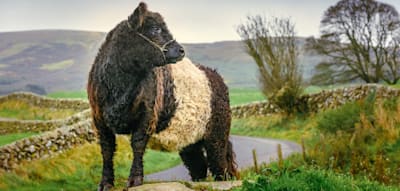 Unter flauschigen Rindern &ndash; Bauernhofurlaub auf schottisch