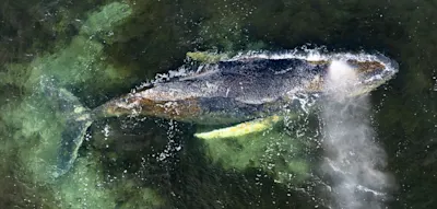 Was passiert mit dem Wal in der Ostsee, wenn er tot ist?