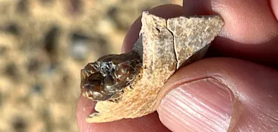 Was dieser 18 Millionen Jahre alte Zahn &uuml;ber die Vorfahren des Menschen verr&auml;t