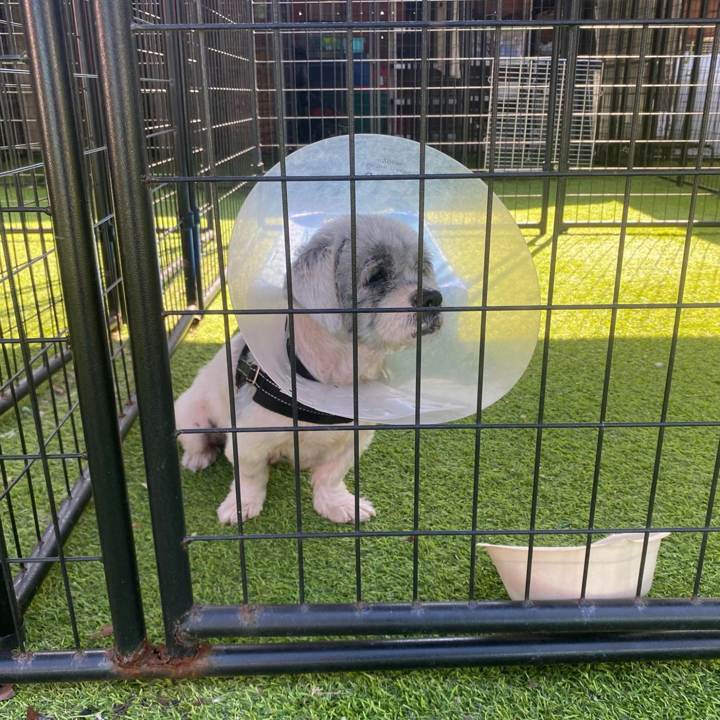 Strawberry h&ouml;rt nicht mehr auf zu zittern