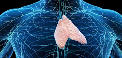 Was ein gesunder Thymus &uuml;ber Herz-Krankheiten und Lungenkrebs verr&auml;t
