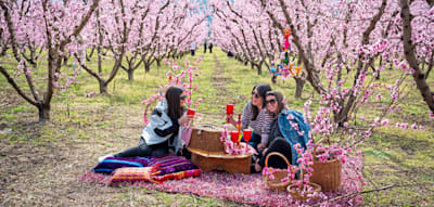 Ein Meer aus Rosa &ndash; zur Pfirsichbl&uuml;te nach Veria