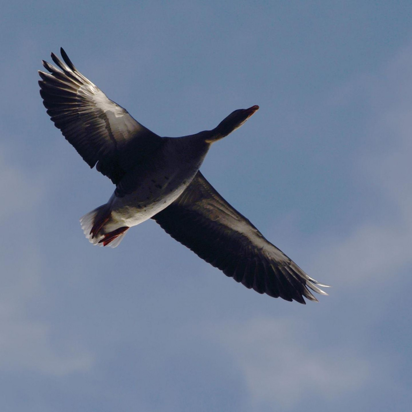 In den Hamptons fallen die G&auml;nse tot vom Himmel
