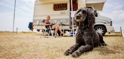 Hundepool, Massage, Extrawurst &ndash; Campingpl&auml;tze setzen auf Vierbeiner