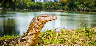 Warum Bangkok von Riesenechsen bev&ouml;lkert wird &ndash; und Touristen das freut
