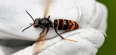 Aus sechs Nestern wurden 700 &ndash; Asiatische Hornisse breitet sich rasant aus