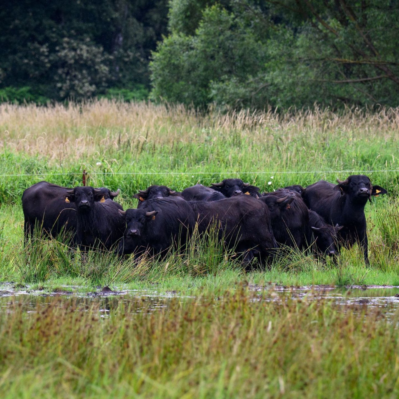 Gesch&auml;ftsmodell Moor: Bund f&ouml;rdert Wiedervern&auml;ssung