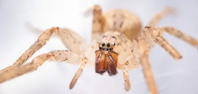 Wenn Sie in diese Augen blicken, drohen Schmerzen