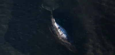 Wal &ouml;ffnet Maul zum Fressen ++ Tier&auml;rztin &uuml;bt scharfe Kritik am Umweltministerium ++ Bergung geplant