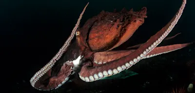 19 Meter lang &ndash; &bdquo;Die fr&uuml;hesten, gigantischen Oktopusse waren au&szlig;ergew&ouml;hnliche Wirbellose&ldquo;