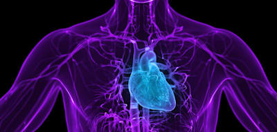 Warum Tumore im Herzen kaum eine Chance haben