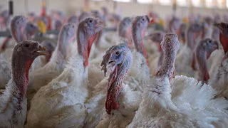 Expertin erwartet bessere Bedingungen f&uuml;r Puten &ndash; bef&uuml;rchtet aber Flickenteppich