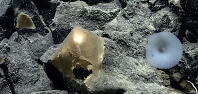 Nach Jahren l&ouml;sen Wissenschaftler das R&auml;tsel um die mysteri&ouml;se &bdquo;Goldkugel&ldquo; aus der Tiefsee