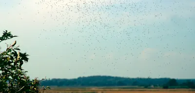 Massenflug von bis zu einer halben Milliarde Maik&auml;fer beginnt in Hessen