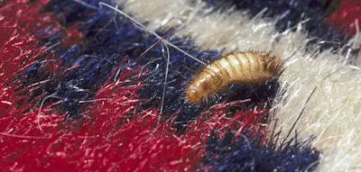 &bdquo;Bettwanzen sind das Schlimmste, was man sich einfangen kann&ldquo;