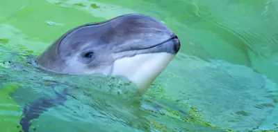 Whale Watching &ndash; Zu den Schweinswalen nach Wilhelmshaven