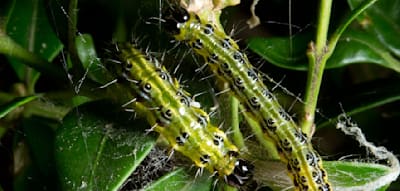 Der Feind eines jeden G&auml;rtners wird jetzt gezielt bek&auml;mpft &ndash; mit V&ouml;geln