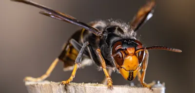 &bdquo;Sie schleppen unsere Bienen in die n&auml;chste Hecke, bei&szlig;en ihnen Kopf und Hinterleib ab&ldquo;