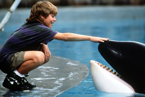 &bdquo;Free Willy&ldquo; &ndash; als wir Menschen schon einmal einem Wal helfen wollten