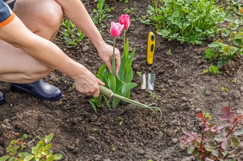 Gef&auml;hrliches Hantavirus lauert bei Gartenarbeit &ndash; worauf Sie achten sollten