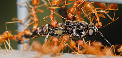 Forscher belegen, wie invasive Ameisen heimische Tiere zu Tode qu&auml;len