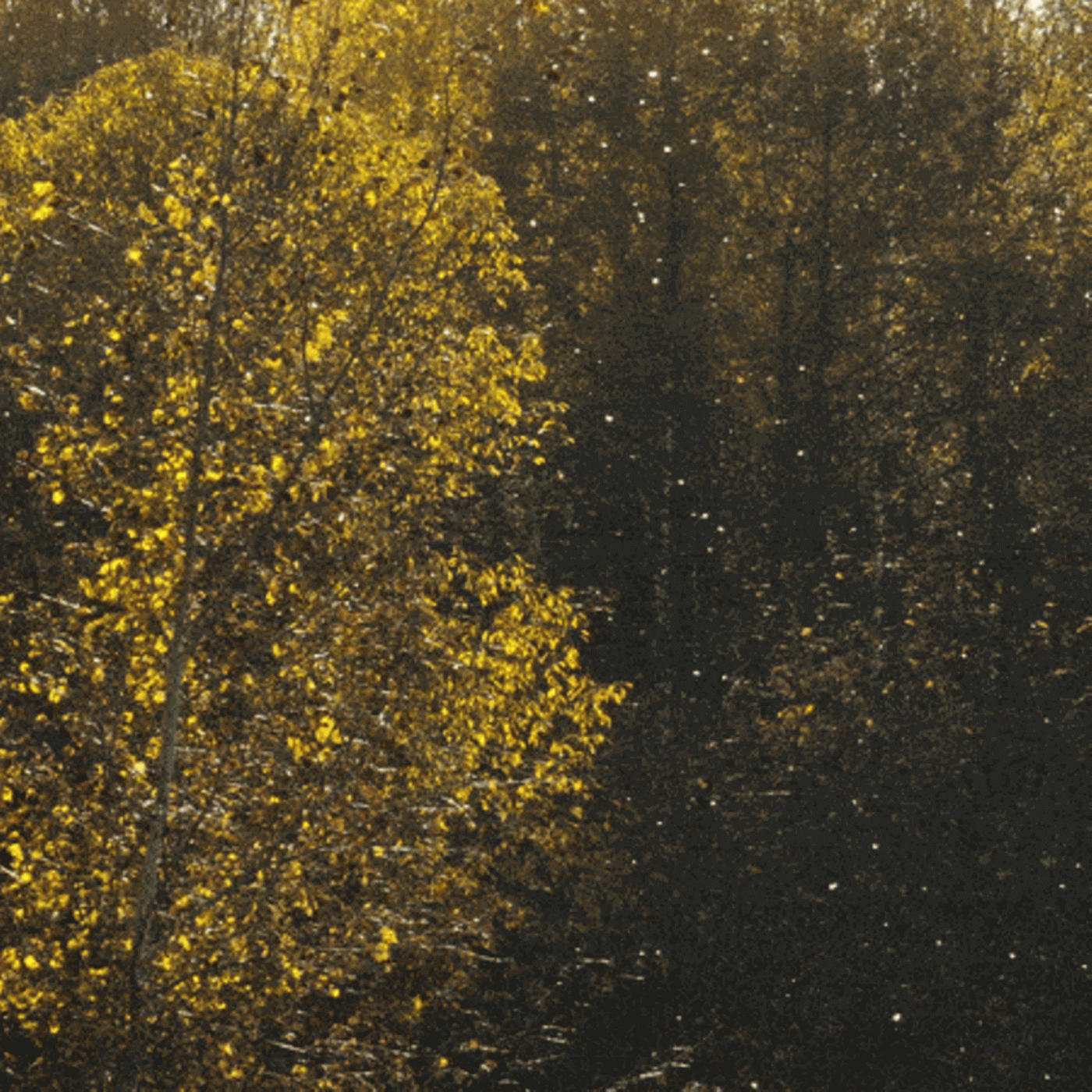 Eine aktuelle Karte zeigt, wo derzeit die meisten Pollen fliegen