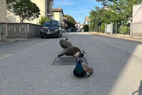 Dieses Dorf hat einen Vogel