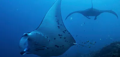 Wie die Gier das Tauchparadies Raja Ampat bedroht