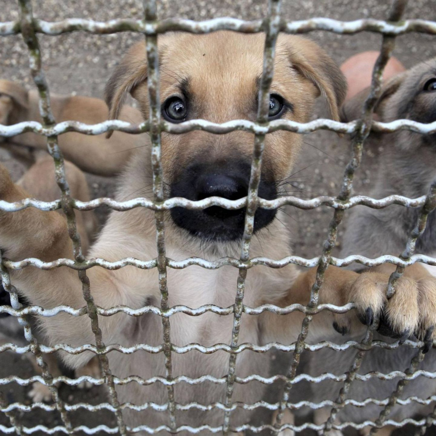 Tierschutzbund verklagt Deutschland wegen Tierheimen
