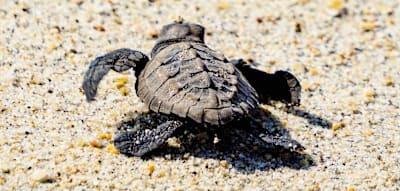 Die Schildkr&ouml;tenretter von Acapulco