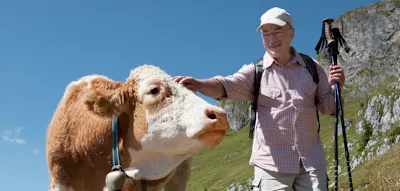 Wenn K&uuml;he &bdquo;auf Krawall geb&uuml;rstet sind&ldquo; &ndash; und wie Wanderer sich dann sch&uuml;tzen