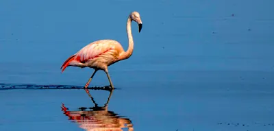 Um Flamingos zu sehen, m&uuml;ssen Sie nicht nach Florida fliegen