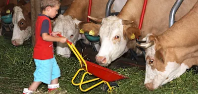 Forscher belegen den &bdquo;Bauernhofeffekt&ldquo; und finden die Bakterien, die Kinder widerstandsf&auml;hig machen