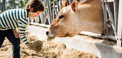 Forscher belegen den &bdquo;Bauernhofeffekt&ldquo; und finden die Bakterien, die Kinder widerstandsf&auml;hig machen