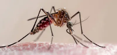 Flughafen-Mitarbeiter in Frankfurt stirbt an Malaria &ndash; RKI spricht von &bdquo;sehr seltener&ldquo; Infektion