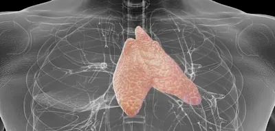 &bdquo;Der Thymus hat eine weitaus gr&ouml;&szlig;ere Bedeutung als bisher angenommen&ldquo;