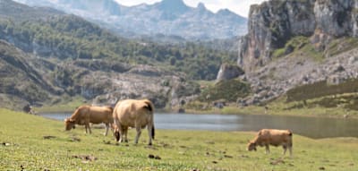 Asturien &ndash; So still, gr&uuml;n und k&uuml;hl kann Spanien sein
