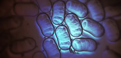 Wenn Sie Antibiotika einnehmen, sollten Sie auf diesen Stoff unbedingt verzichten