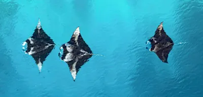 Wo Mantas Salto turnen &ndash; Zu den Riesenrochen im Baa-Atoll