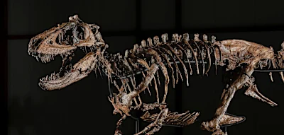 Seltenes Dinosaurier-Skelett wird versteigert &ndash; f&uuml;r einen Preis von bis zu 8.000.000 Euro