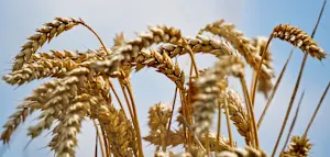 Wie der Klimawandel den Weizen und damit auch das Brot beeinflusst