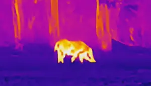 Nachtsafari mit W&auml;rmebildsensor &ndash; ein Trend mit Suchtpotenzial