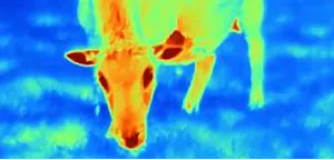 Nachtsafari mit W&auml;rmebildsensor &ndash; ein Trend mit Suchtpotenzial